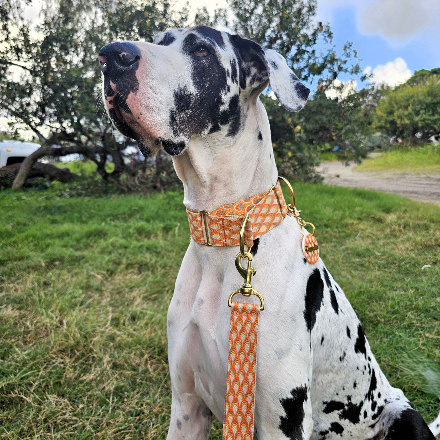 tangerine sunset orange dog martingale collar limited slip collar