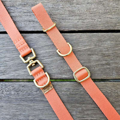 tangerine sunset orange dog head halter figure 8 slip lead