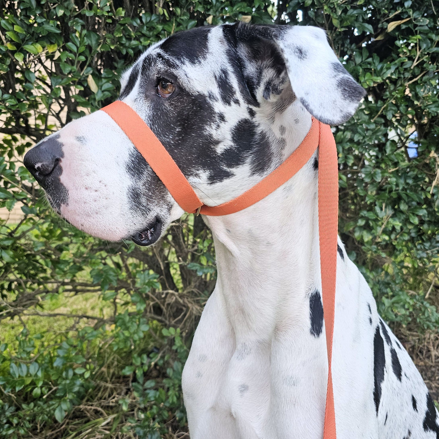 tangerine sunset orange dog head halter figure 8 slip lead
