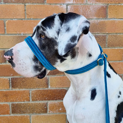 luxury teal velvet dog head halter slip lead slip collar
