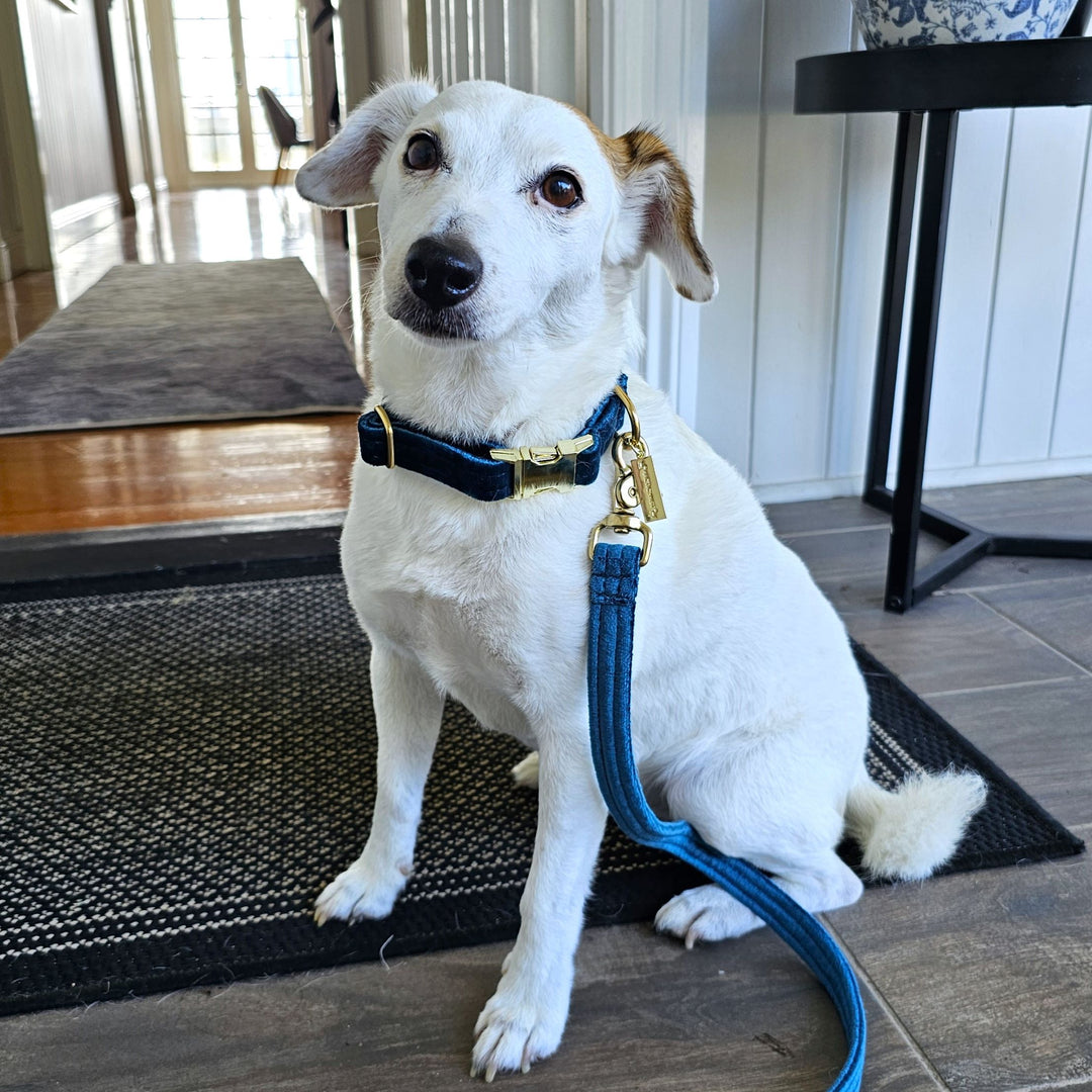 Luxury teal velvet dog lead leash