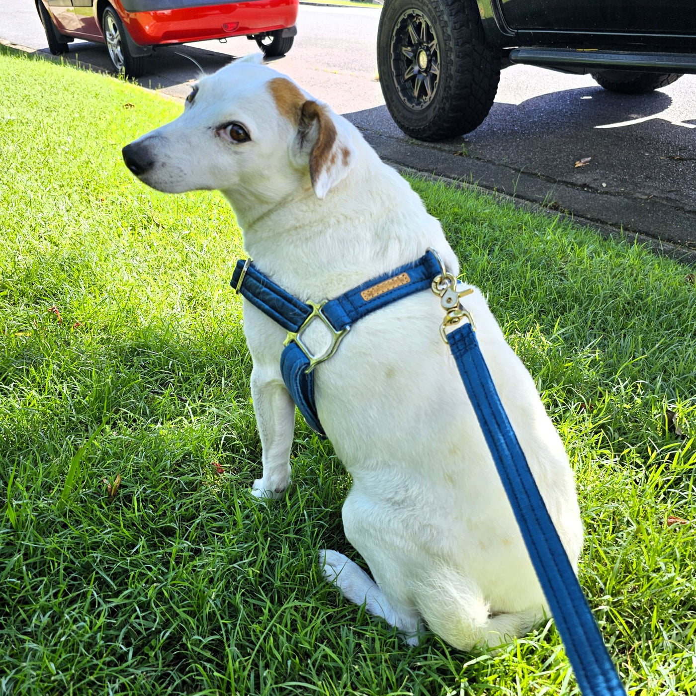 Luxury teal velvet dog harness