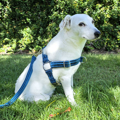 Luxury teal velvet dog harness