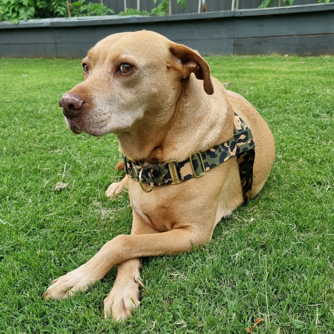 leopard nylon webbing harness