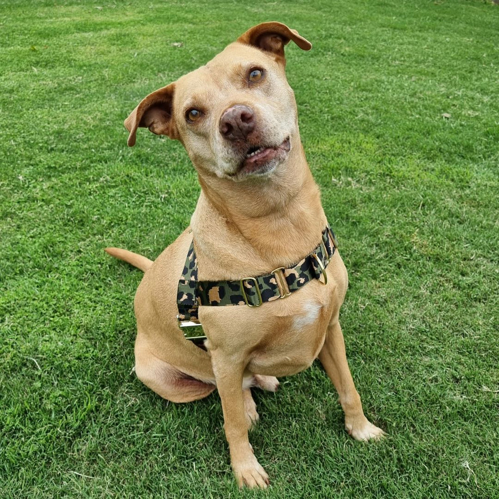 leopard nylon webbing harness