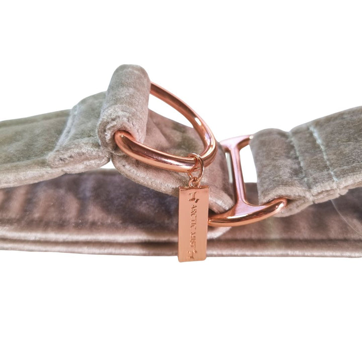 Champagne Velvet Martingale Collar