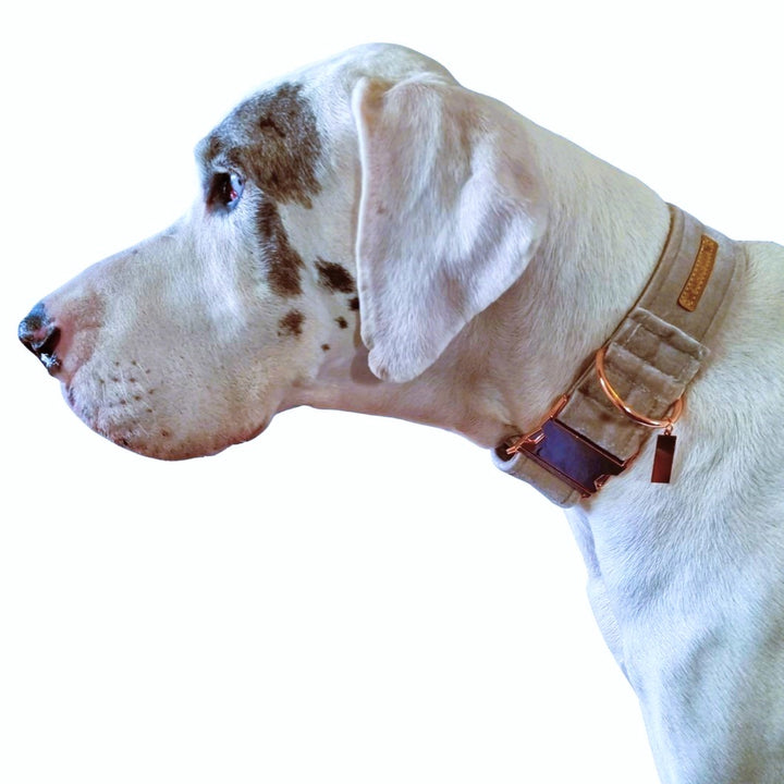 Champagne Velvet Buckle Collar