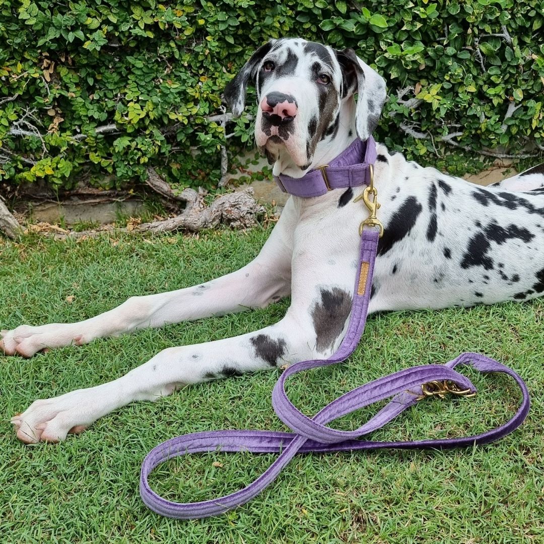 African Violet (Purple) Luxury Velvet Lead