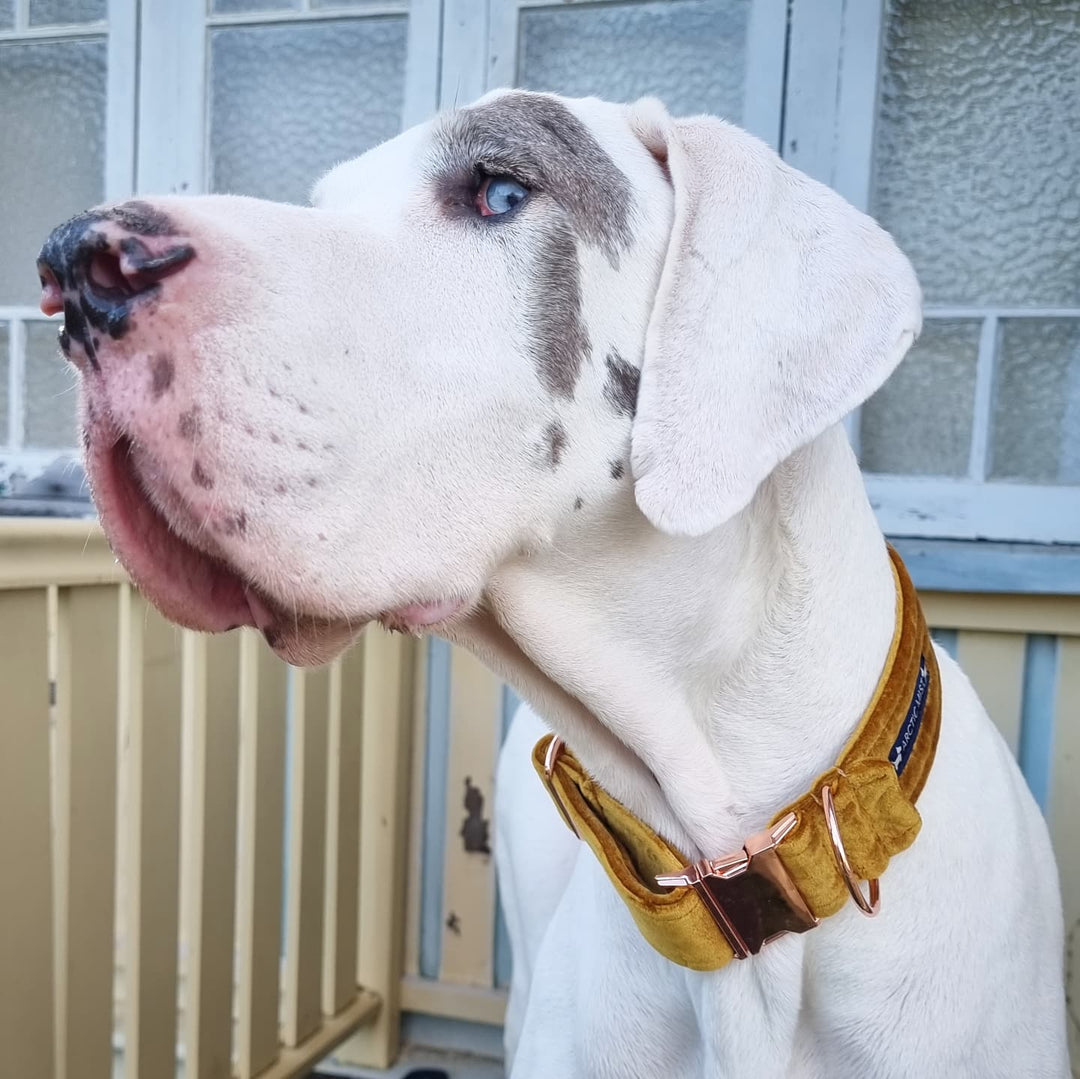 Gold Velvet Buckle Collar