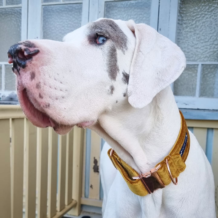 Gold Velvet Buckle Collar
