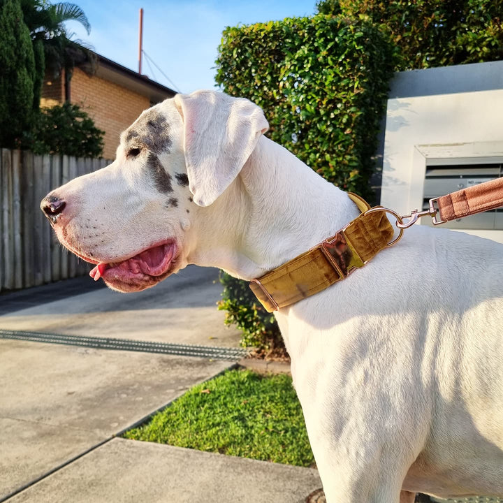 Gold Velvet Buckle Collar