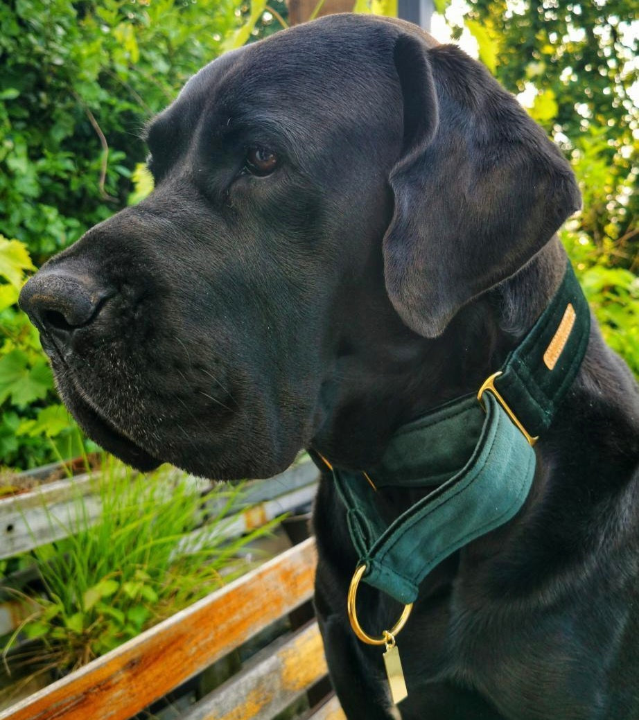 Green Luxury Velvet Martingale Collar