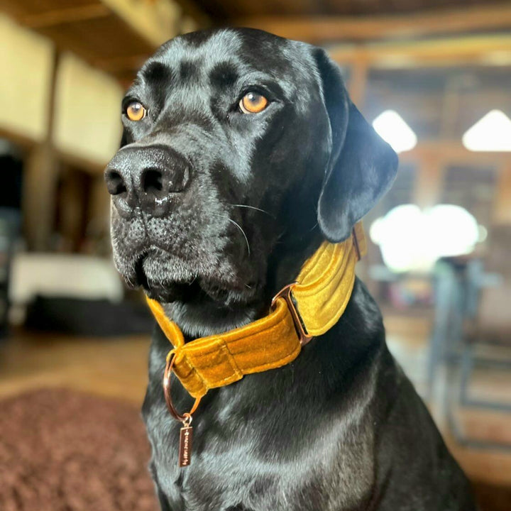 Gold Velvet Martingale Collar