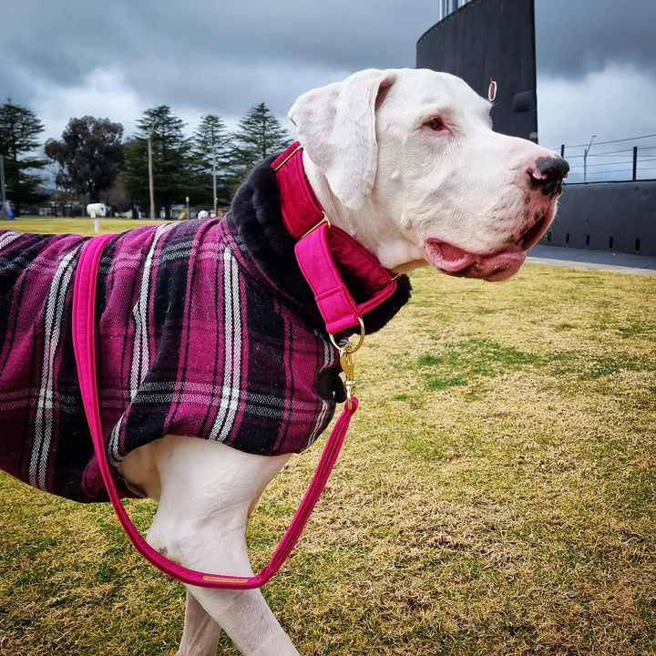 Hot Pink Luxury Velvet Martingale Collar