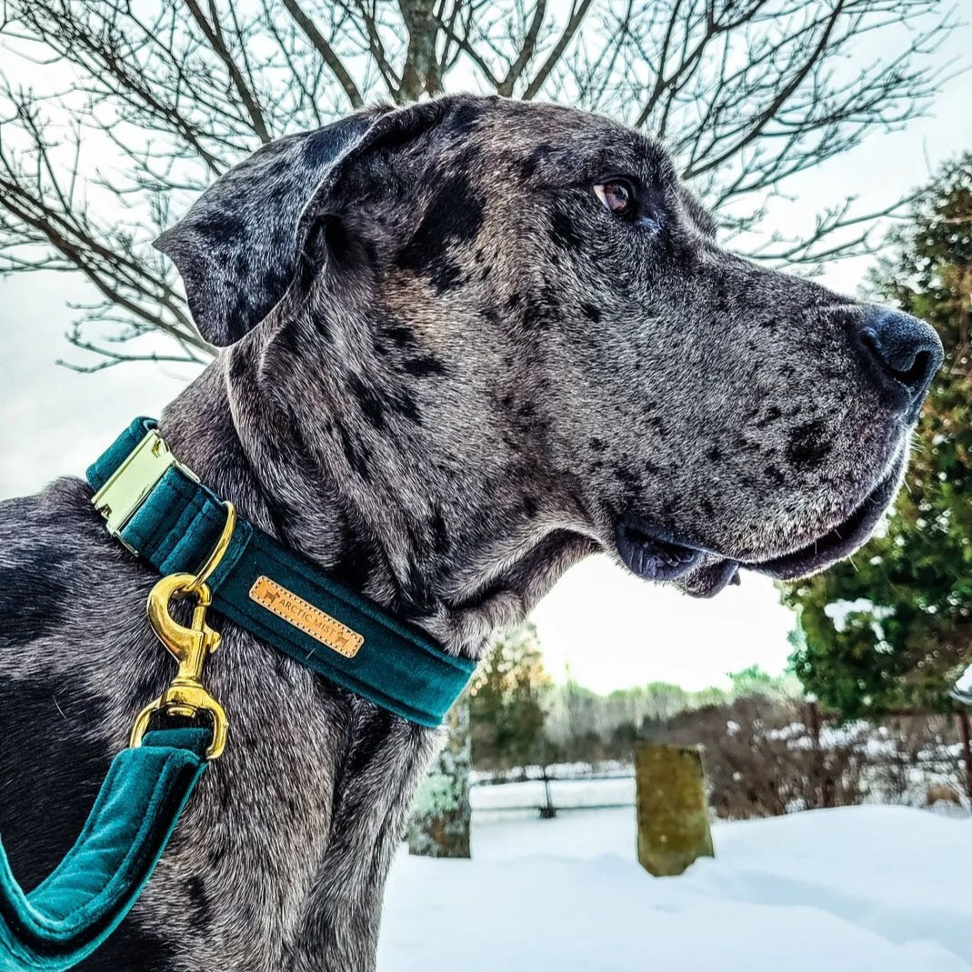 Green Luxury Velvet Buckle Collar