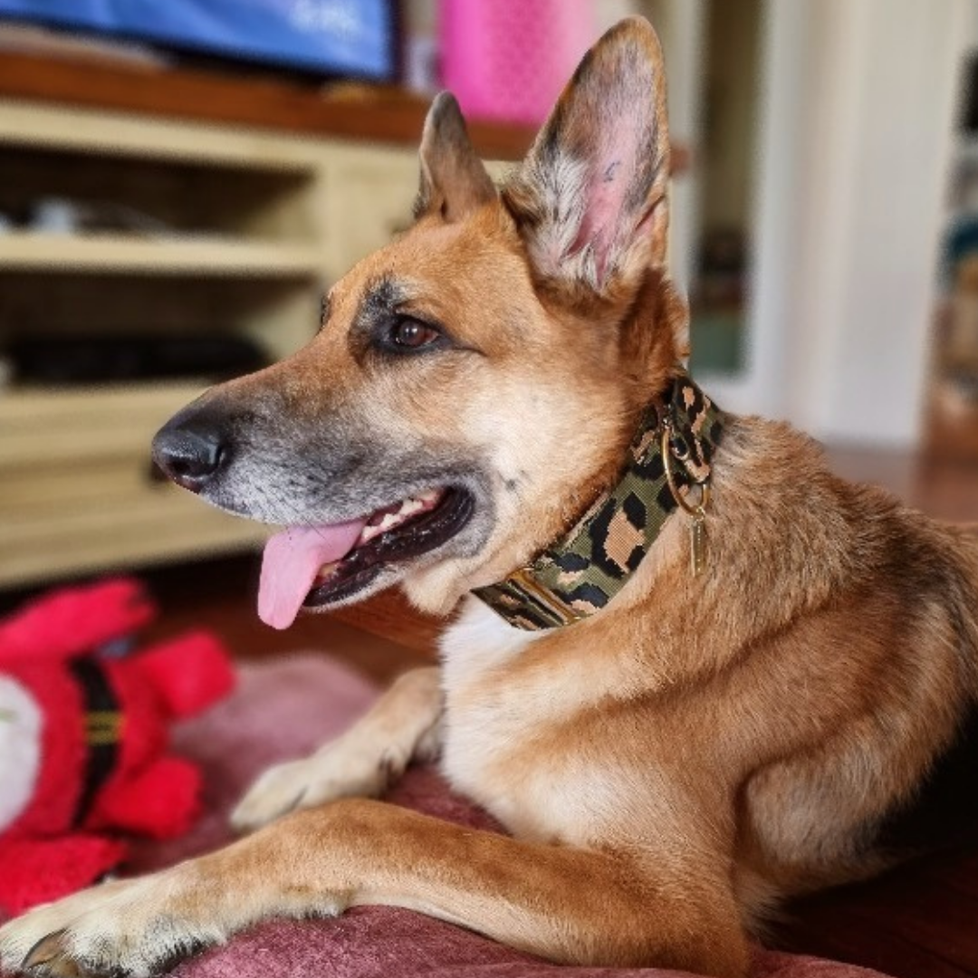 khaki leopard nylon webbing martingale collar
